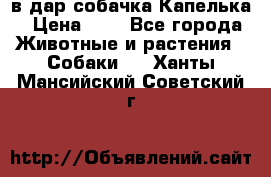 в дар собачка Капелька › Цена ­ 1 - Все города Животные и растения » Собаки   . Ханты-Мансийский,Советский г.